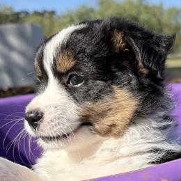 Neagley - Black tri female Miniature Australian Shepherd puppy in Granbury, Texas from Jubilee Acres