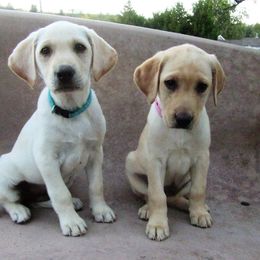 Labrador Retriever Puppies from Mountain Rose Labradors