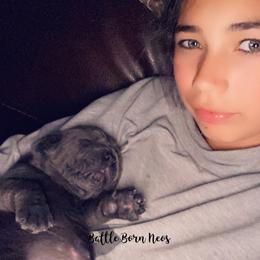 Neapolitan Mastiff Puppies from Battle Born Neos