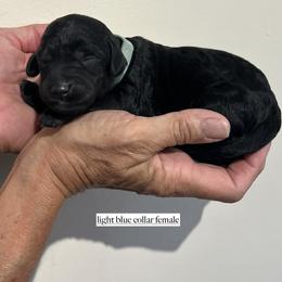 Girl 5 - female Goldendoodle puppy in Fairfield, California from Twin Sisters Doodles