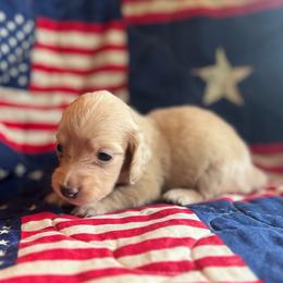 Abigail Adams - Cream female Dachshund puppy in Summertown, Tennessee from The Dapper Dachshund