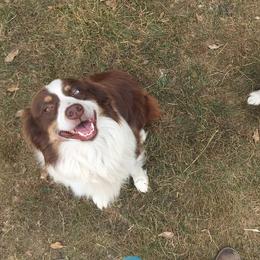 Brick - Australian Shepherd