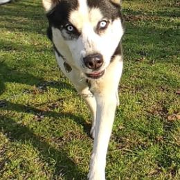 Siberian Huskies from Millington Breeders