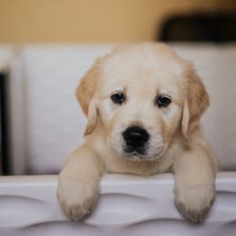 Golden Retriever Puppies from Rosemary Goldens