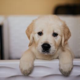 Golden Retriever Puppies from Rosemary Goldens