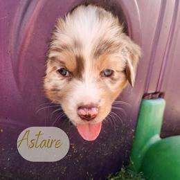 Astaire - The Leading Man - Red merle male Australian Shepherd puppy in Pittsville, Wisconsin from Match Dot Pup
