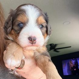 Blue merle male - Blue merle male Bernedoodle puppy in Lincoln, Nebraska from GRand Doodles