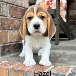 Hazel - Black white and tan female Beagle puppy in Mansfield, Missouri from Rippee Creek Kennel