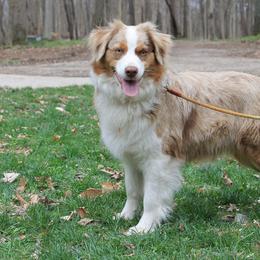Miniature American Shepherd and Miniature Australian Shepherd All Grown Up from Impression Dogs