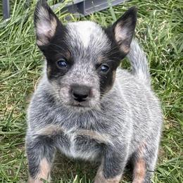 Willow - Blue female Australian Cattle Dog puppy in Atwood, Kansas from Grit ‘n’ Grace Ranch