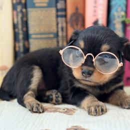 Ion - Black tri male Toy Australian Shepherd puppy in Melbourne, Florida from True Spirited Aussies