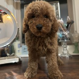 Black collar boy - Apricot male Poodle puppy in Henefer, Utah from Mountain Valley Poodles