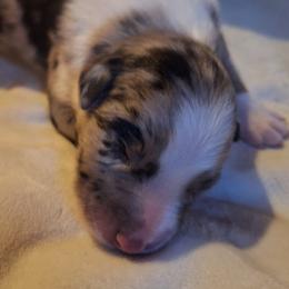 DIAMOND- bmf1 - Blue merle female Australian Shepherd puppy in Salem, Arkansas from Patchwork Kennels