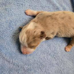 Miniature Australian Shepherd Puppies from Jaylee 's miniature Australian shephards