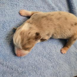 Miniature Australian Shepherd Puppies from Jaylee 's miniature Australian shephards