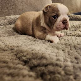 Boston Terrier Puppies from Bostic's bostons