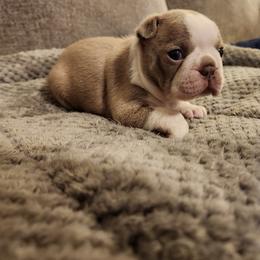 Boston Terrier Puppies from Bostic's bostons