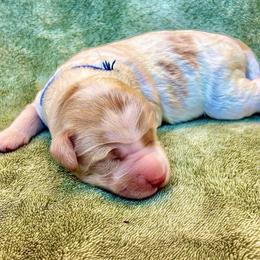 Glacier - Parti male Goldendoodle puppy in Stockton, California from Port City Doodles