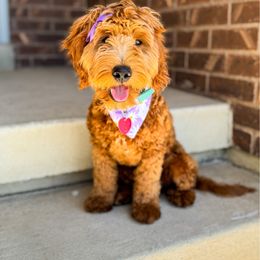 Nutmeg - Goldendoodle