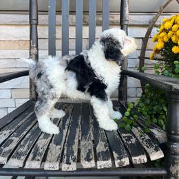 Harvey - Blue merle male Bernedoodle puppy in Holtwood, Pennsylvania from Country Ridge Puppies