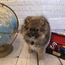 Noel - Cream sable male Pomeranian puppy in Sanford, Florida from Serena's Poms