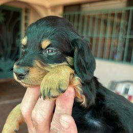 Dachshund Puppies from Eddy’s Mini Doxies