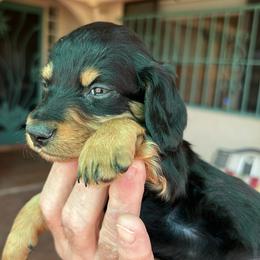 Dachshund Puppies from Eddy’s Mini Doxies
