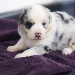 Zach - Blue merle male Australian Shepherd puppy in Bagley, Iowa from Diamond M Aussies