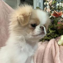Lemon - Japanese Chin