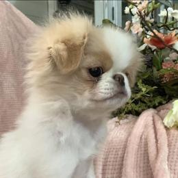 Lemon - Japanese Chin