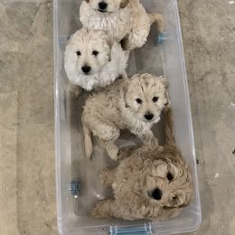 Goldendoodle Puppies from Grace of God Goldendoodles