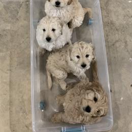 Goldendoodle Puppies from Grace of God Goldendoodles