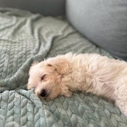 Coton de Tulear and Poodle Puppies from Legacy Pets