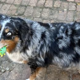 Australian Shepherds and Pembroke Welsh Corgis from G2K9’s