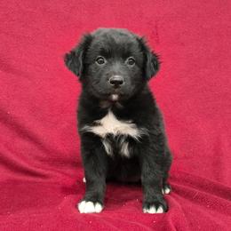 Cinderella - Black & white female Australian Shepherd puppy in Collinston, Utah from Corbridge Aussies