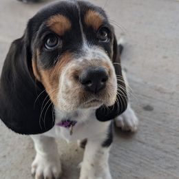 Basset Hounds from Red Mountain Basset Hounds