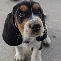 Basset Hounds from Red Mountain Basset Hounds