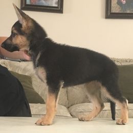 German Shepherd Puppies from Hall’s Shepherds