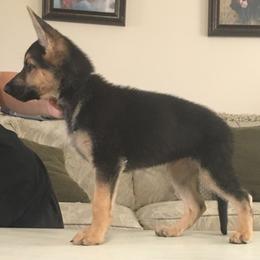 German Shepherd Puppies from Hall’s Shepherds