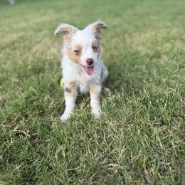 Girl 3 - Red merle female Toy Australian Shepherd puppy in Caddo Mills, Texas from R & W Aussies