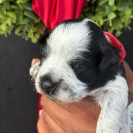 Red boy - Parti male Miniature Schnauzer puppy in Oneonta, Alabama from Murphree Valley Kennels