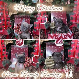 French Bulldog Puppies from Rowdy Rowley’s Enshrined Frenchies LLC