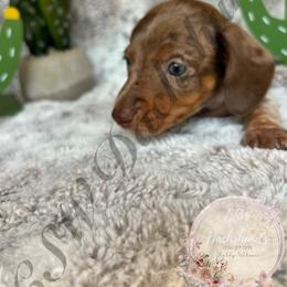 Dachshund Puppies from CSW Dachshunds