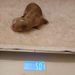 King Leo - Gold male Yorkshire Terrier puppy in Humble, Texas from Marnax Yorkshire Babies