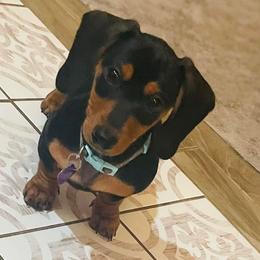 Suki - Dachshund
