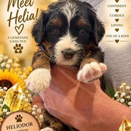 Helia - Heliodor - Black tri-color female Assorted Doodle Crosses puppy in Las Vegas, Nevada from Gemstone Gang Doodles