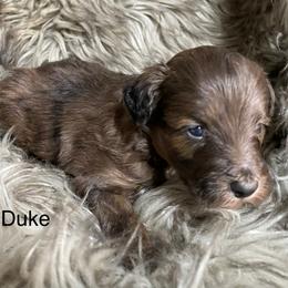 Duke - Brown merle male Aussiedoodle puppy in Lebanon, Missouri from Cobbs Creek Canines