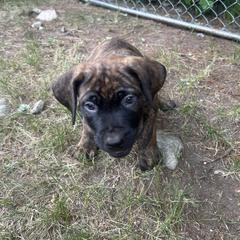 Boerboel Puppies from Josef Okunas