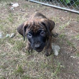 Boerboel Puppies from Josef Okunas
