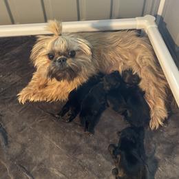 Pen pen - Shih Tzu